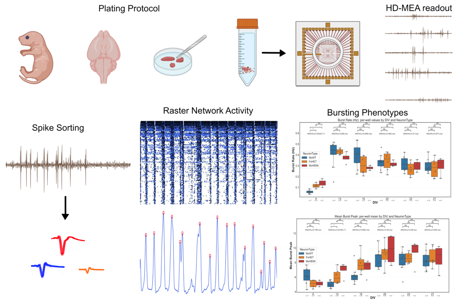 Microelectrode array gif