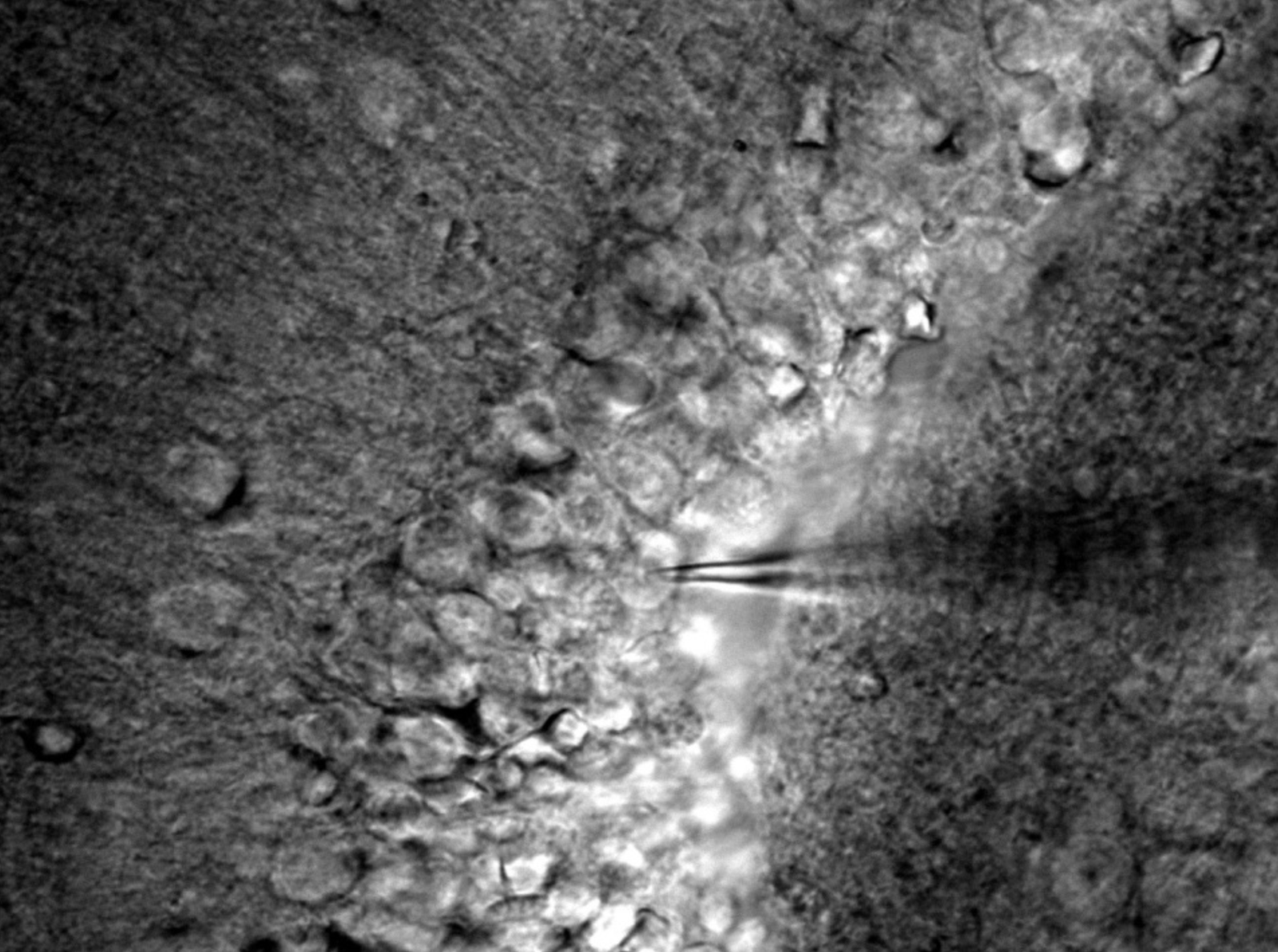 Microelectrode array gif